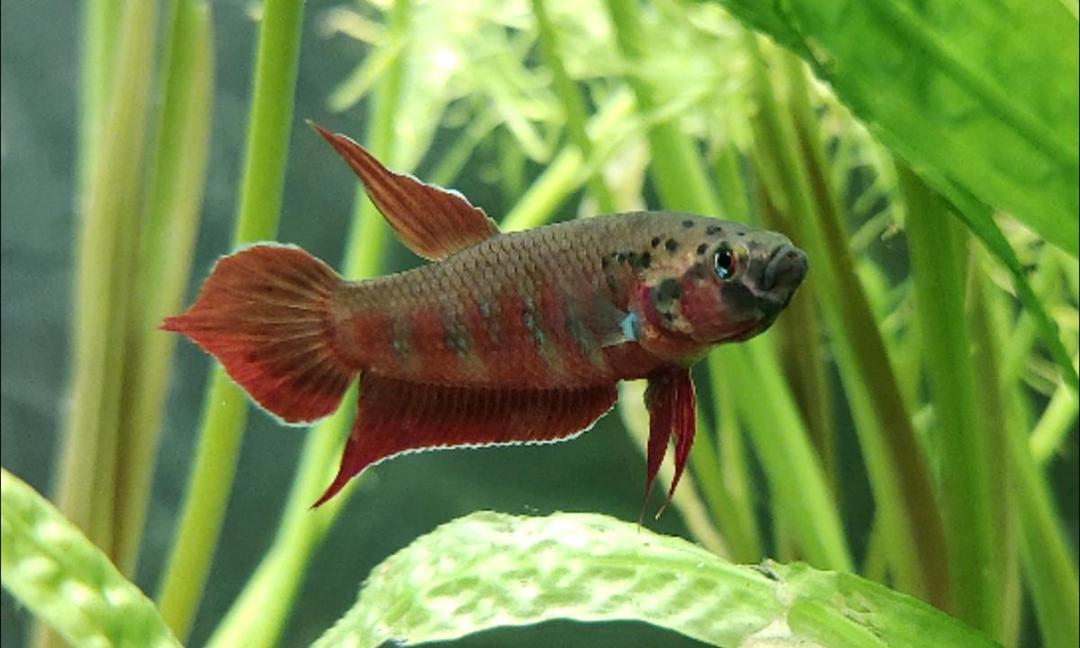 5 Spesies Ikan Punya Organ Pernapasan Tambahan, Tak hanya Insang